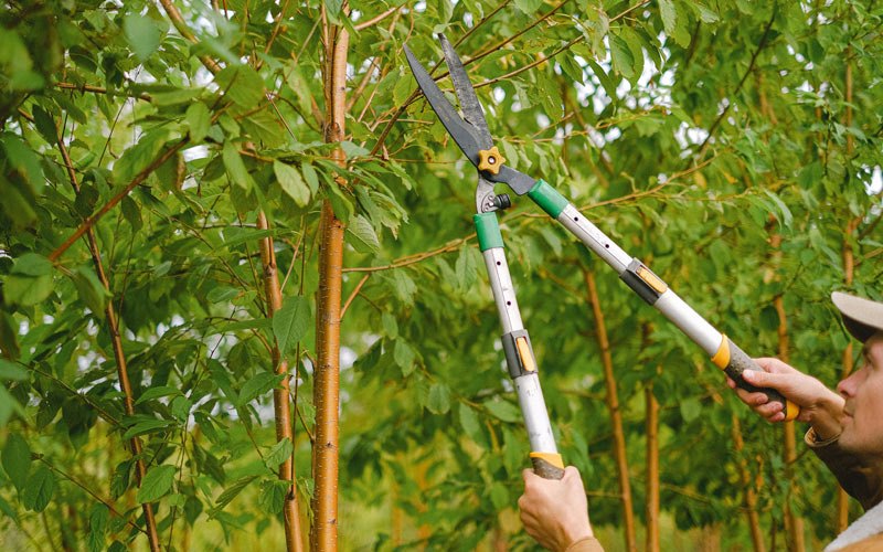 Tree trimming in Higginsport, OH
